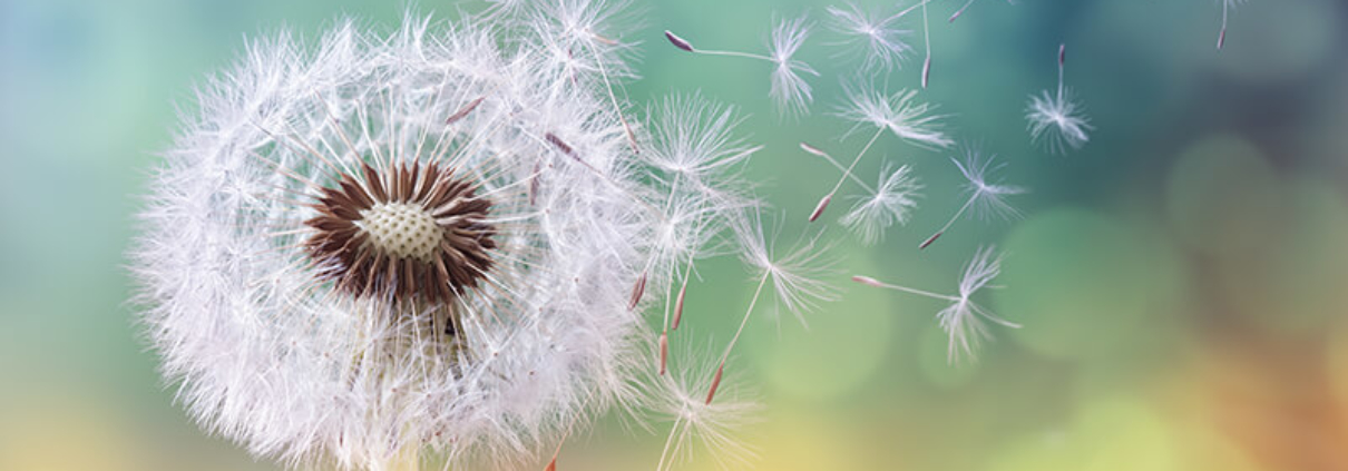 Pollen Season… What can you do