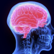 chiropractic-and-your-nervous-system-banner
