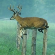 Deer jumping